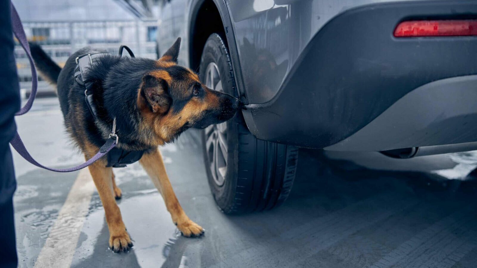 sniffing dog