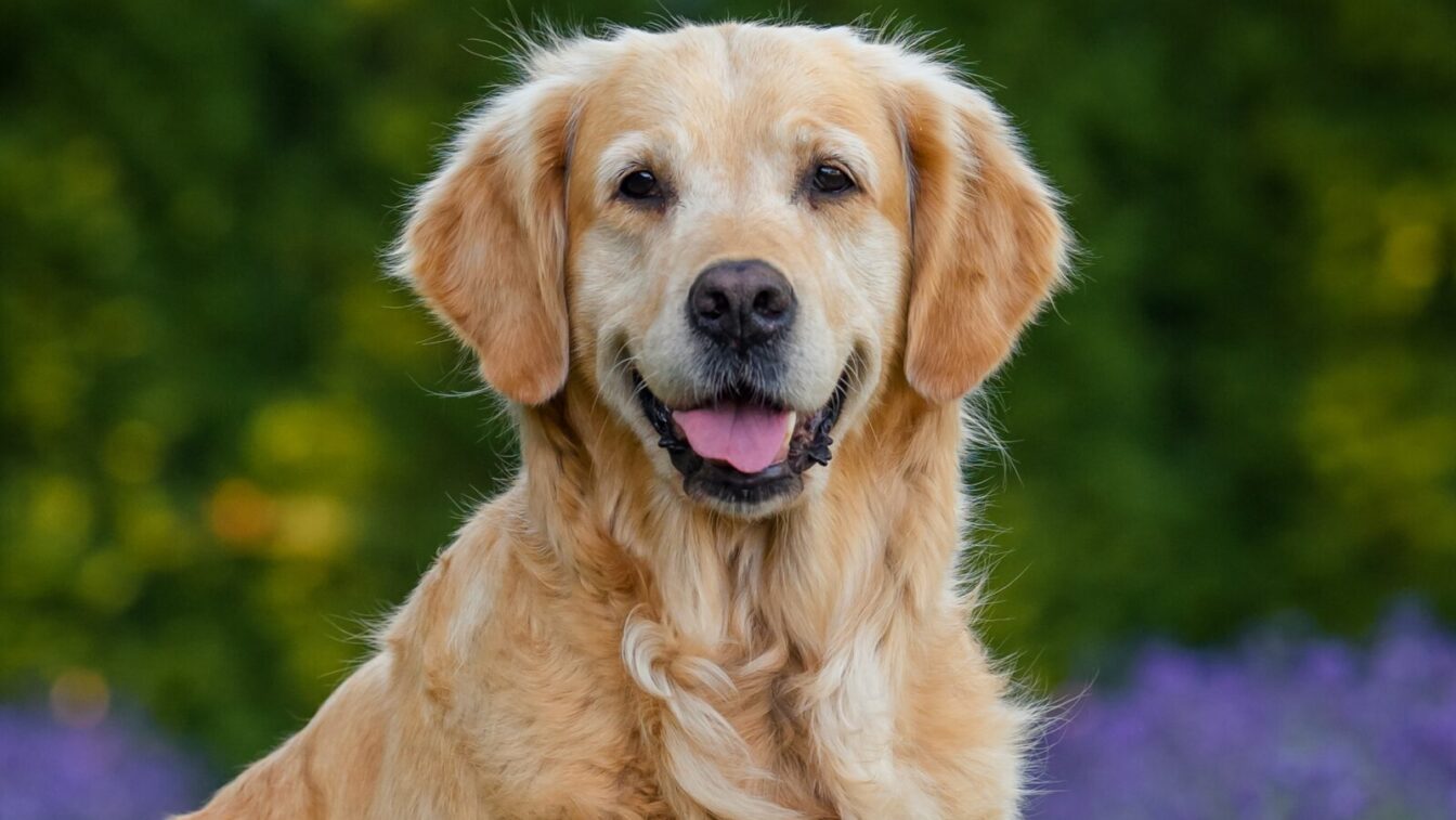 golden retriever