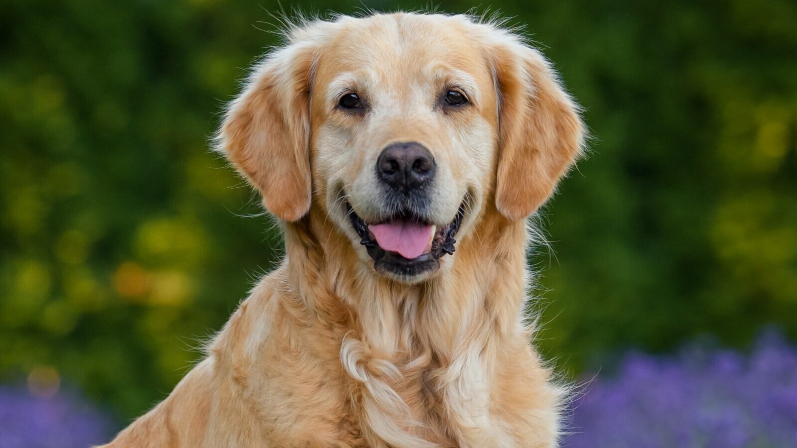 golden retriever