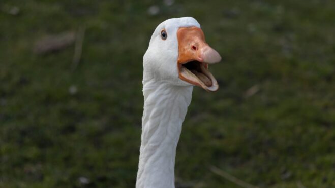 goose